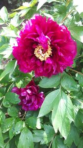 Древовидный пион Древовидный пион